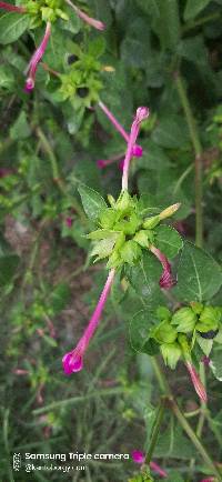 Media resource of Mirabilis jalapa