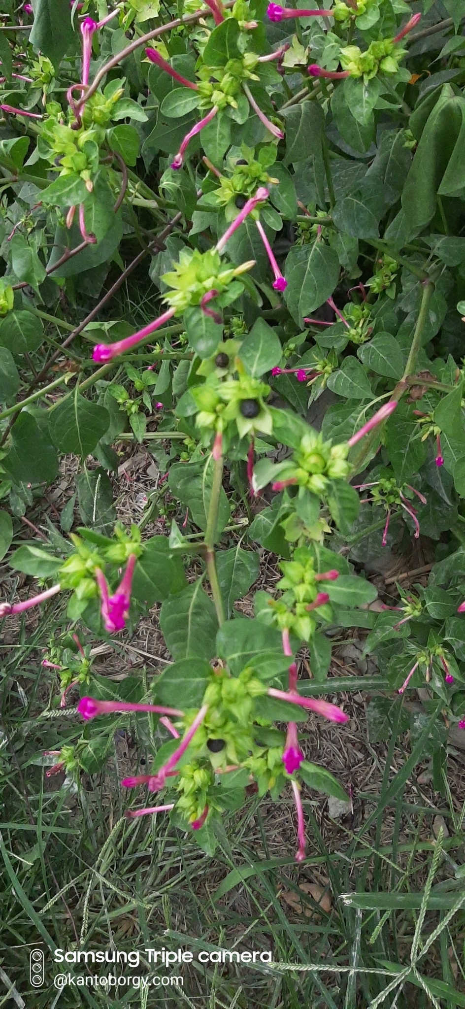 Mirabilis jalapa image