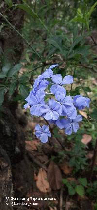 Media resource of Plumbago auriculata