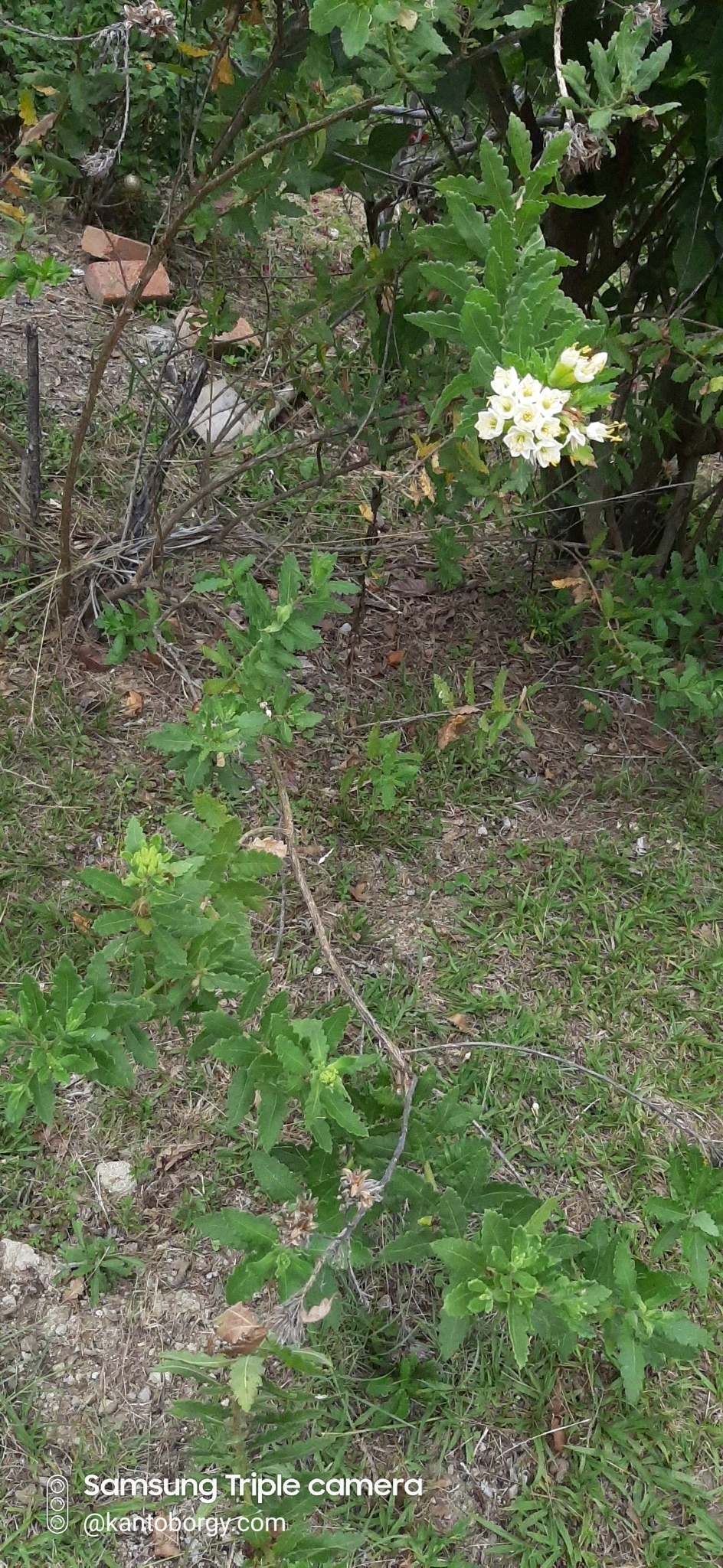 Cantua quercifolia image