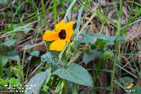 Thunbergia alata image