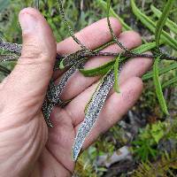 Pityrogramma trifoliata image