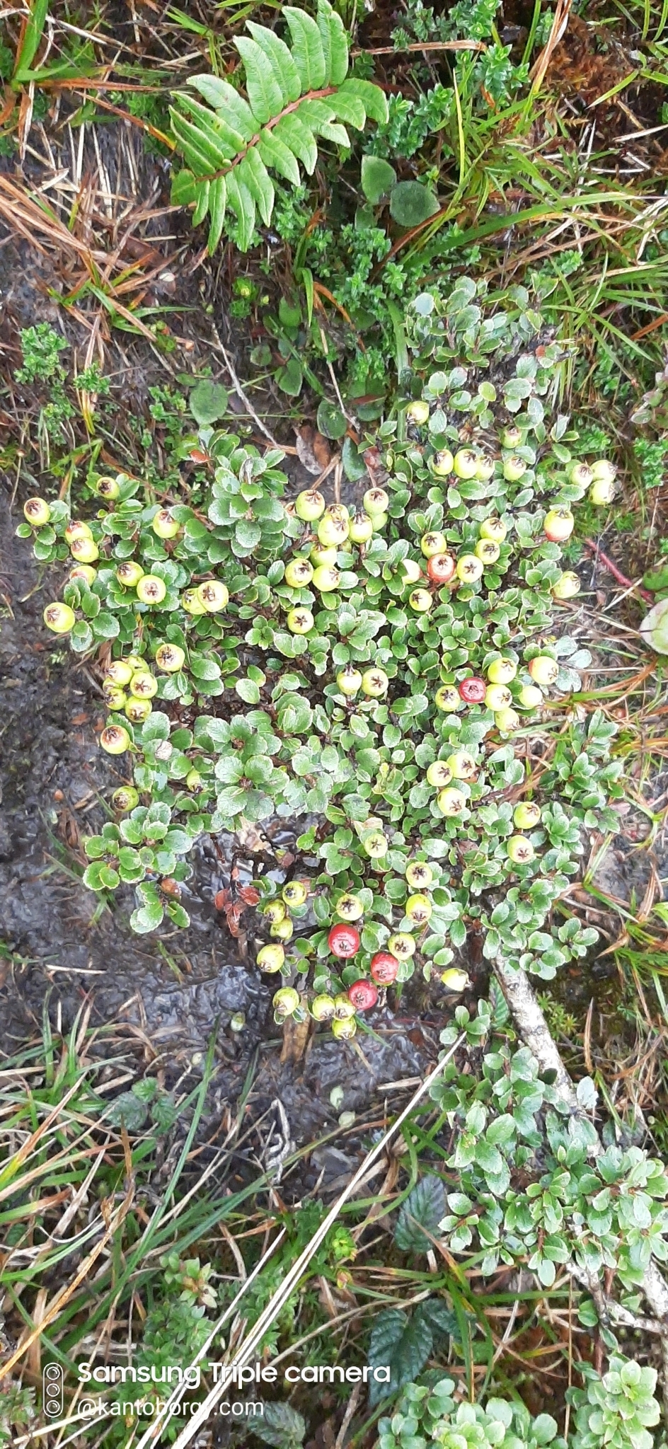 Hesperomeles image