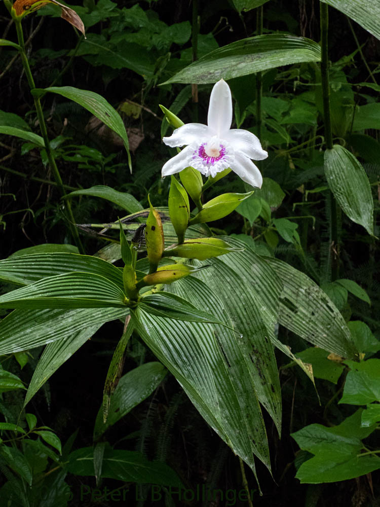 Sobralia rosea image