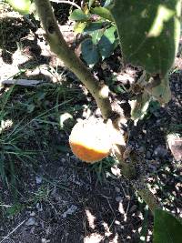 Solanum quitoense image