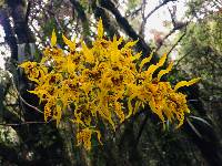 Cyrtochilum auropurpureum image
