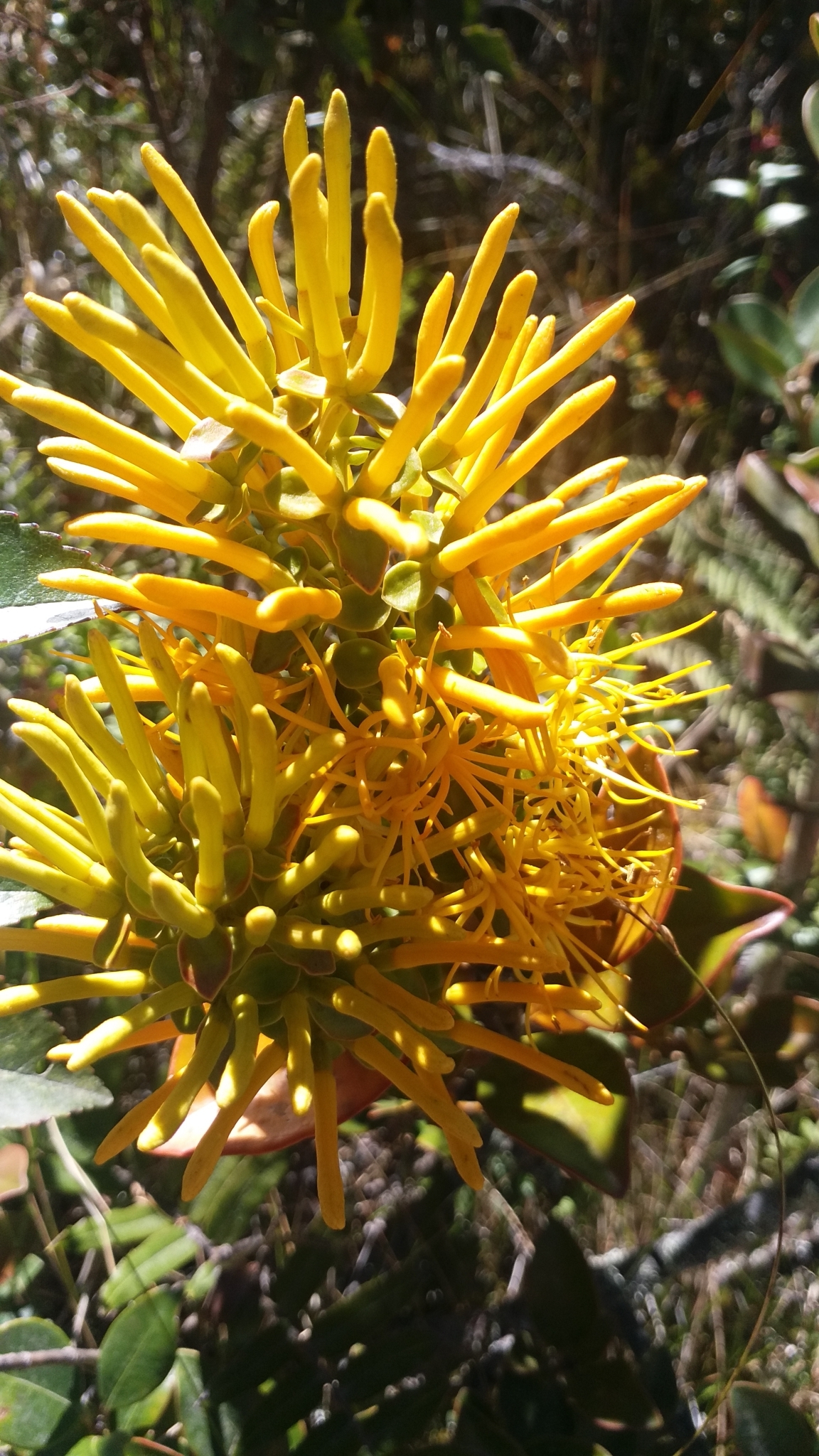 Loranthaceae image