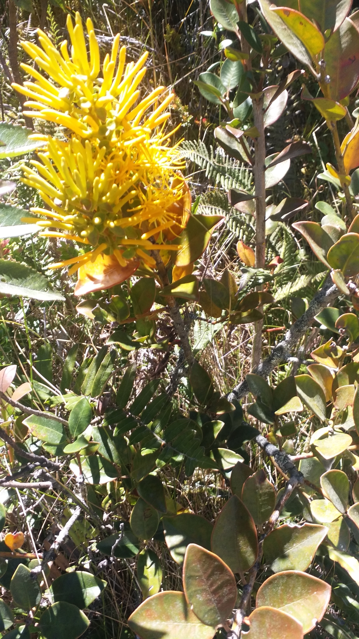 Loranthaceae image