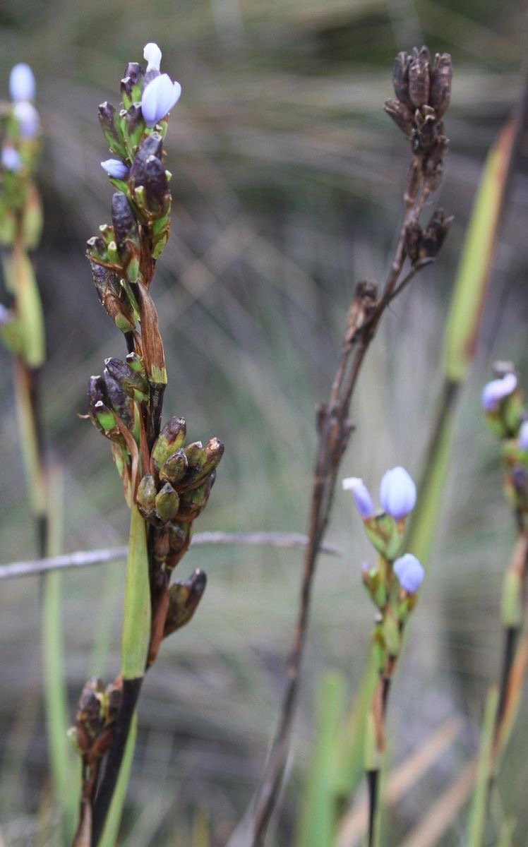 Orthrosanthus chimboracensis image