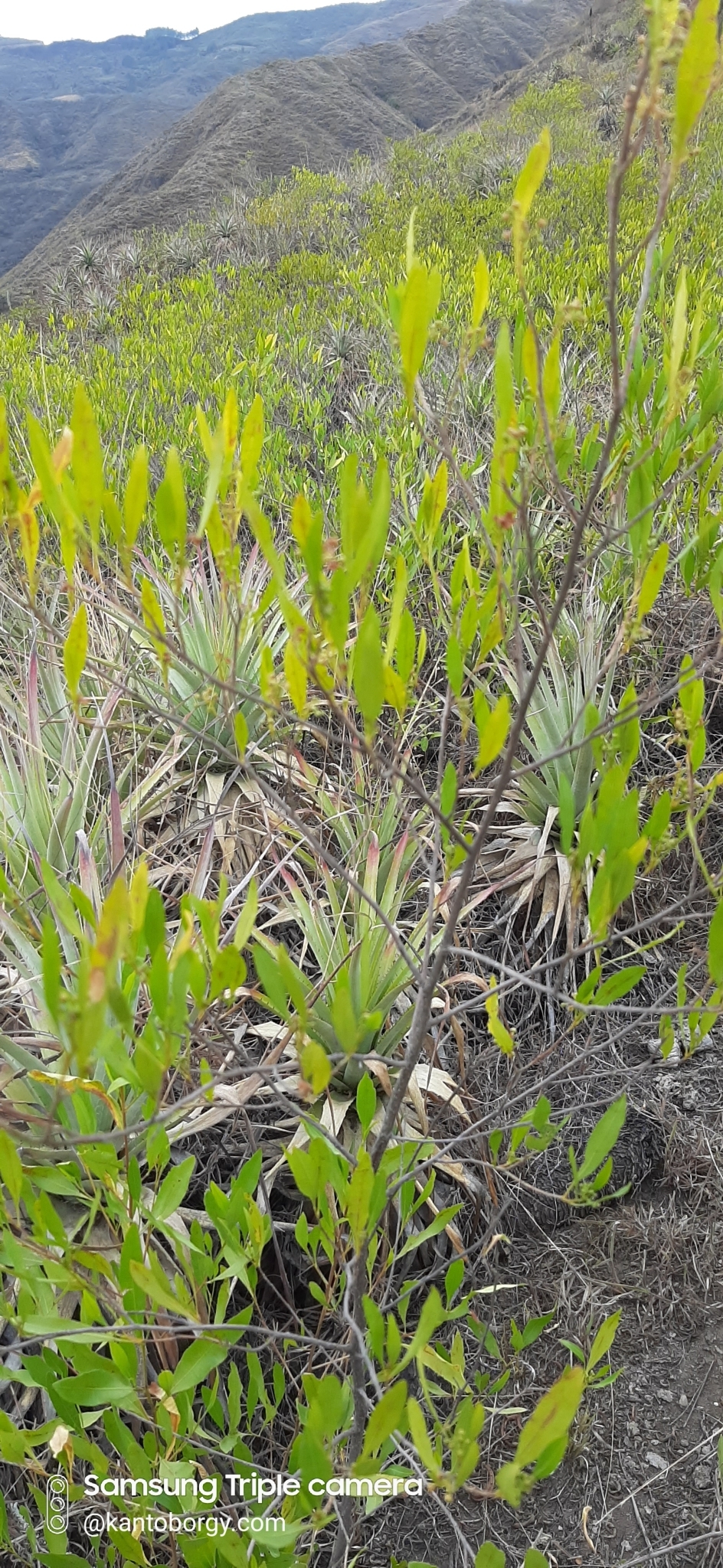 Dodonaea viscosa image