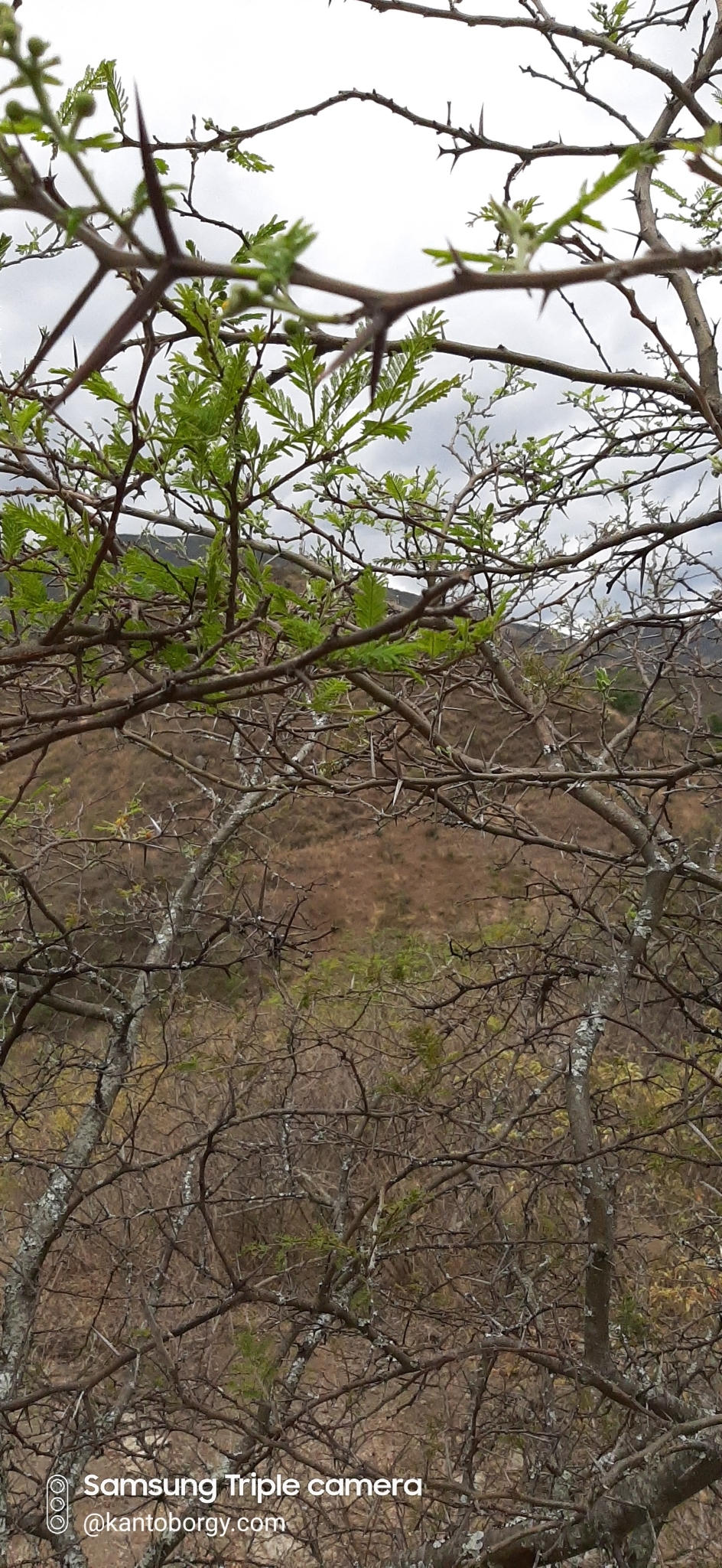 Vachellia macracantha image