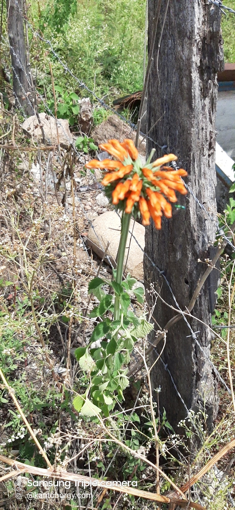 Leonotis nepetifolia image