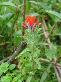 Castilleja arvensis image