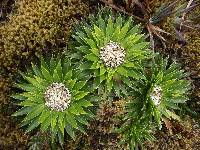 Valeriana rigida image