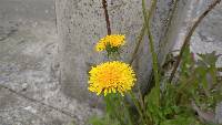 Taraxacum officinale image