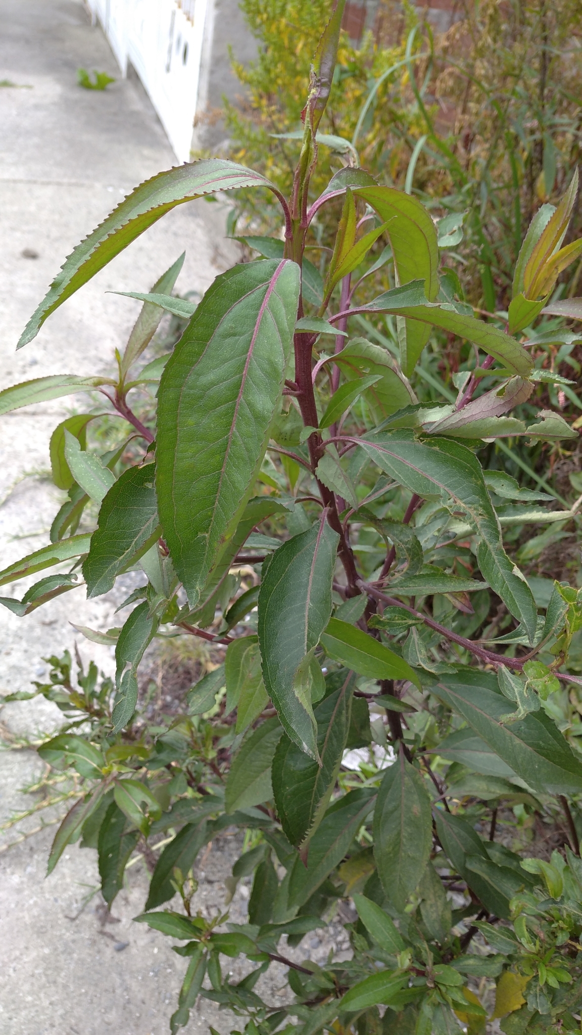 Baccharis image