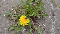 Taraxacum officinale image