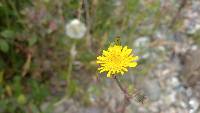 Taraxacum officinale image