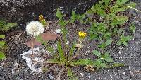 Taraxacum officinale image