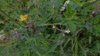 Sonchus oleraceus image