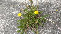 Taraxacum officinale image