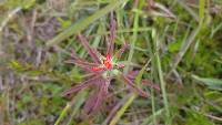 Castilleja arvensis image
