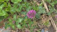 Trifolium pratense image