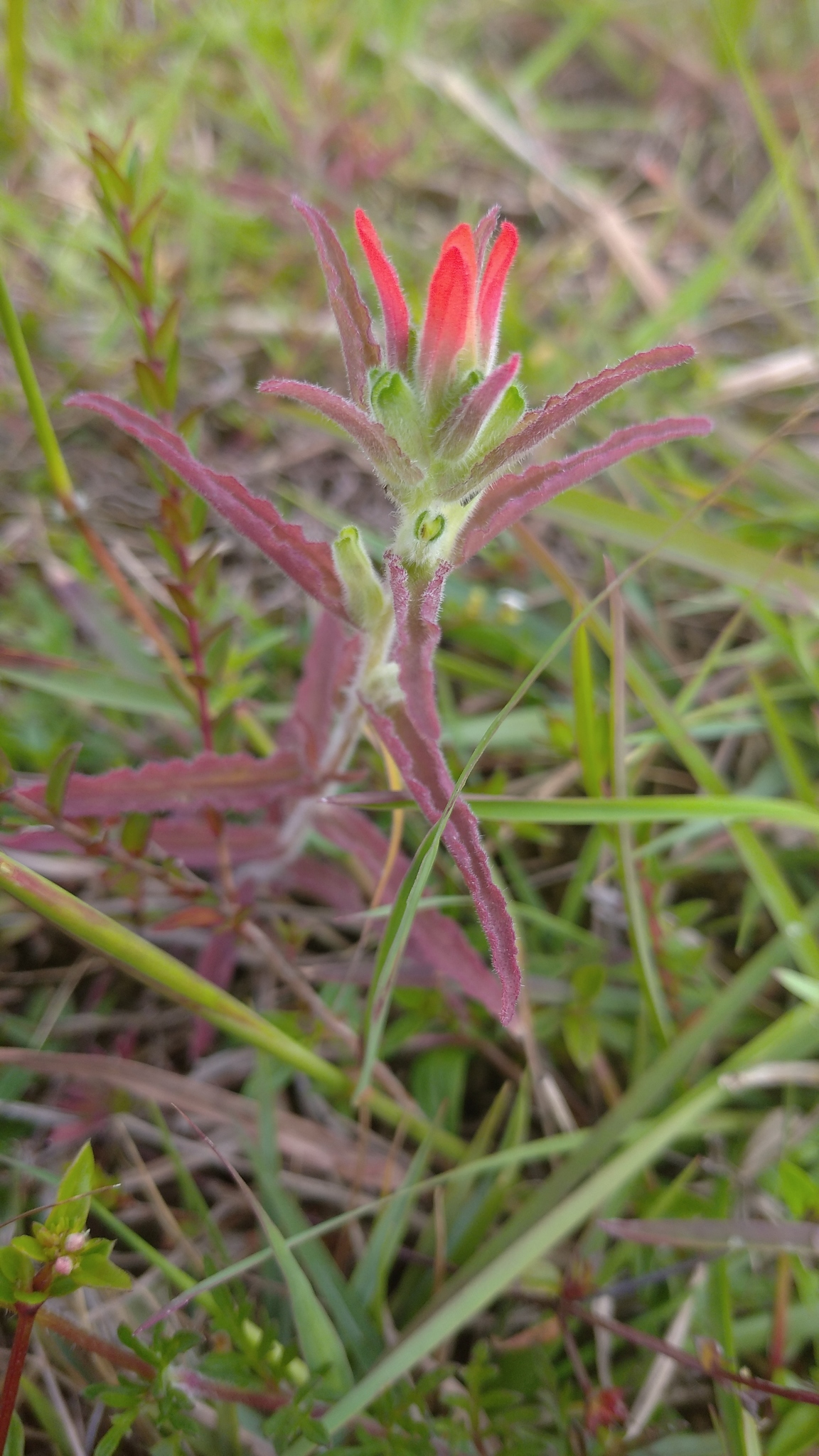 Castilleja image