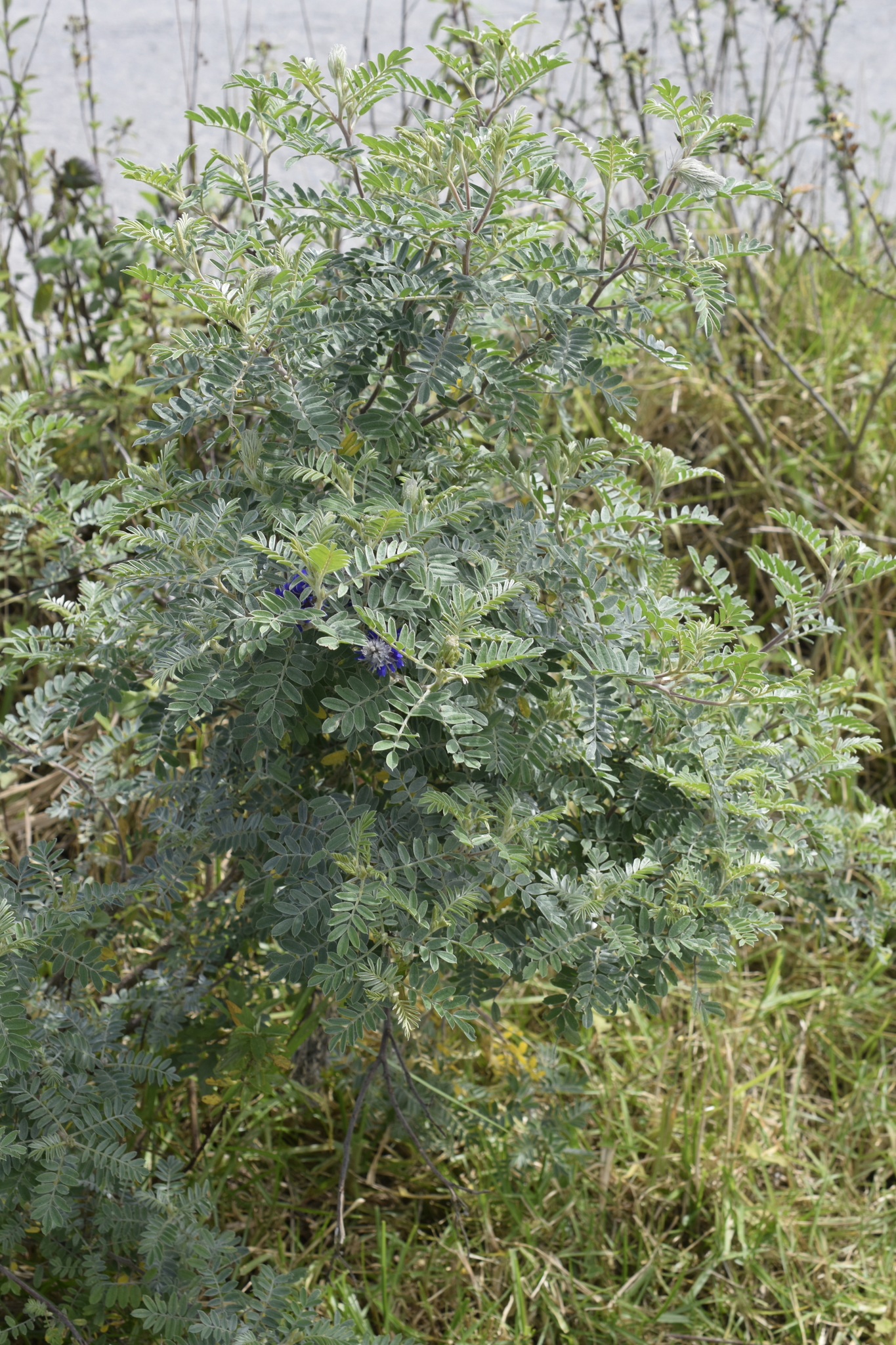 Dalea image