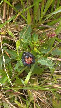 Media resource of Phytolacca bogotensis