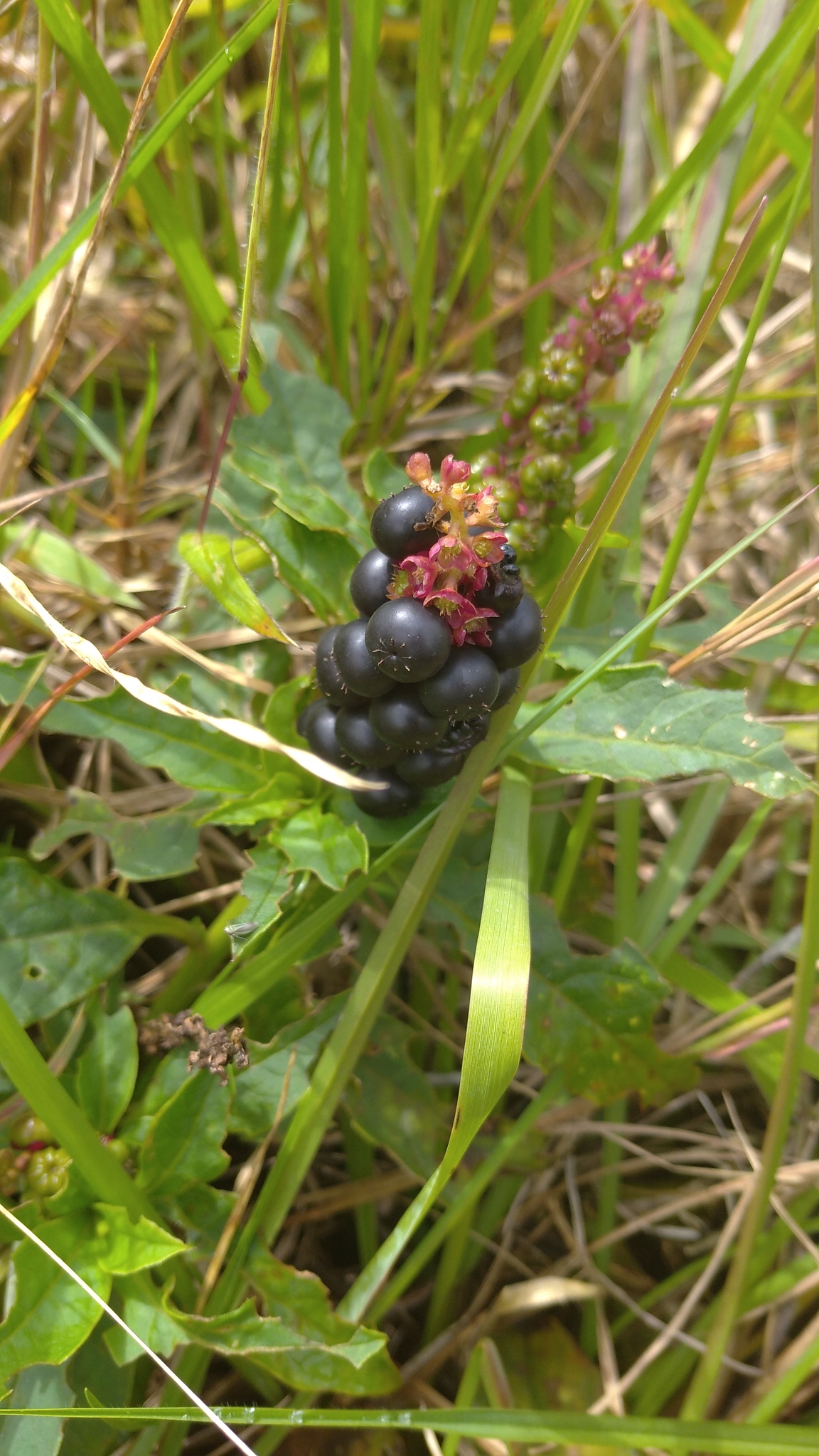 Phytolaccaceae image