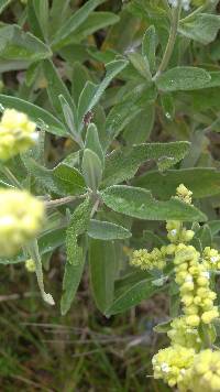 Media resource of Lepechinia betonicifolia