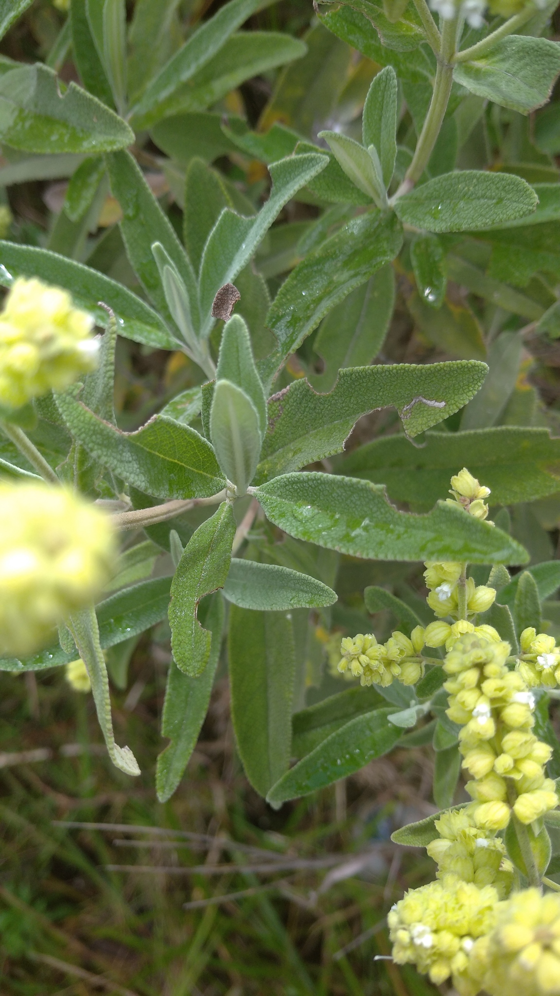 Lepechinia betonicifolia image