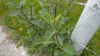 Sida rhombifolia image