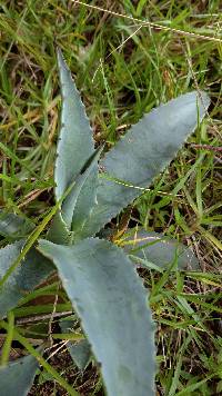 Agave americana image