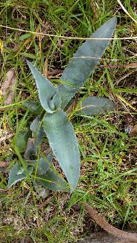 Agave americana image