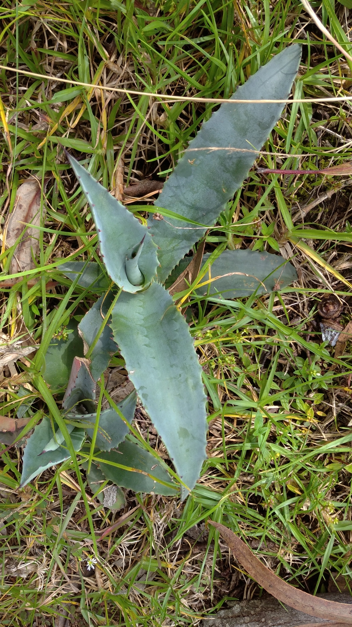 Agave americana image