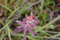 Castilleja arvensis image