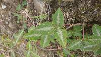 Desmodium uncinatum image