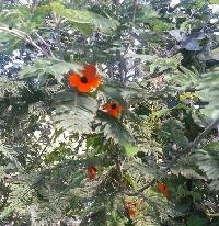 Thunbergia alata image