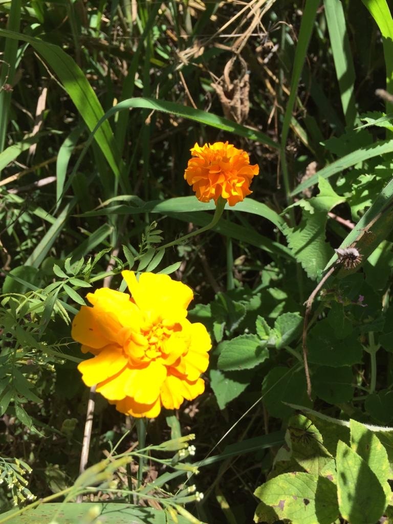 Tagetes image