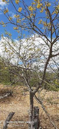 Media resource of Senna atomaria