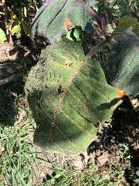Solanum quitoense image