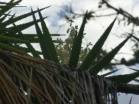 Yucca gigantea image