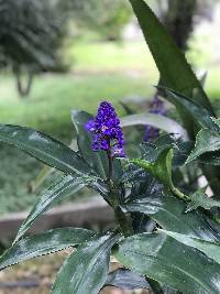 Dichorisandra thyrsiflora image