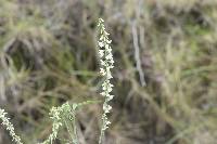 Melilotus albus image