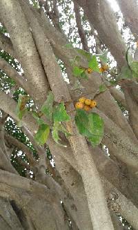 Media resource of Ficus benjamina