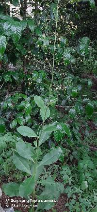 Media resource of Talinum paniculatum