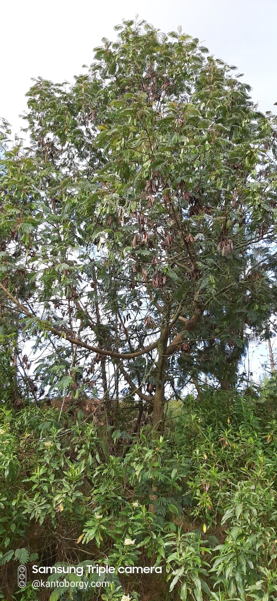 Paraserianthes lophantha image