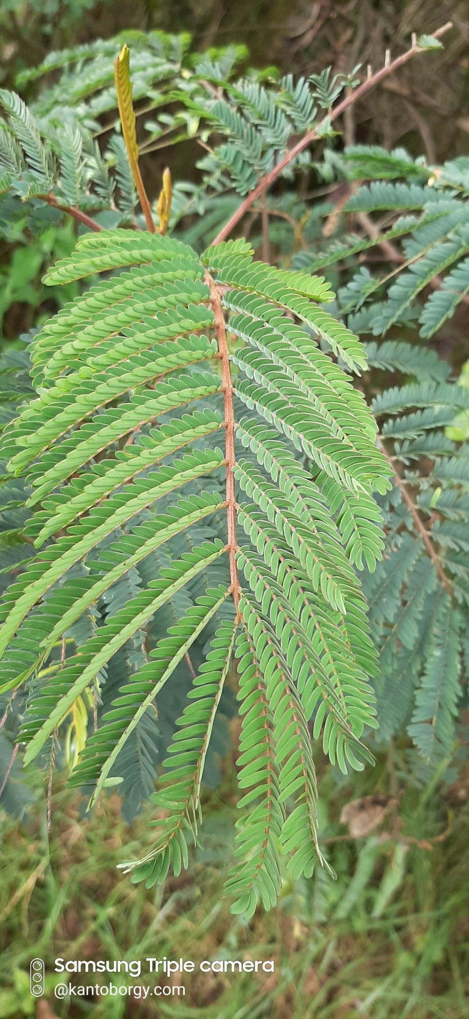 Paraserianthes image